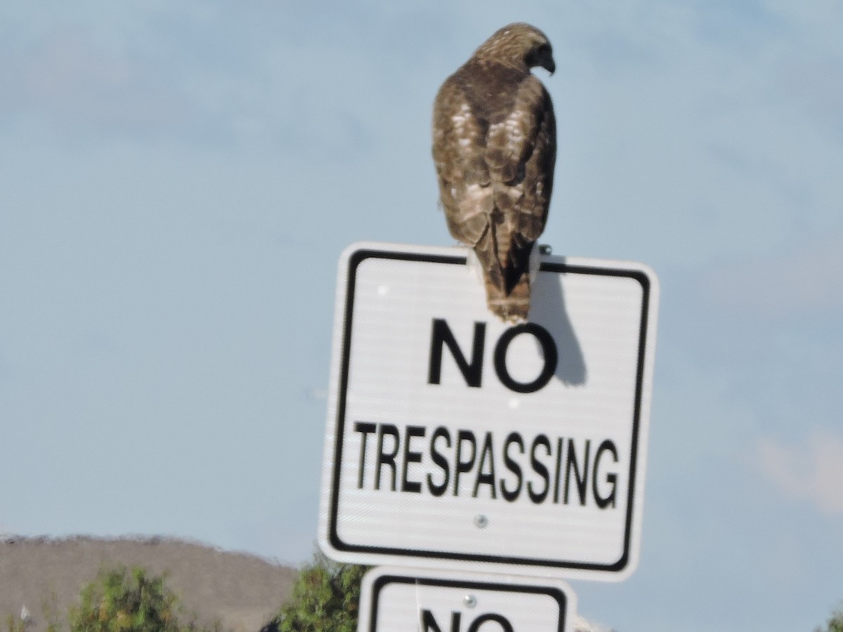 Red-tailed Hawk - Michael Clay