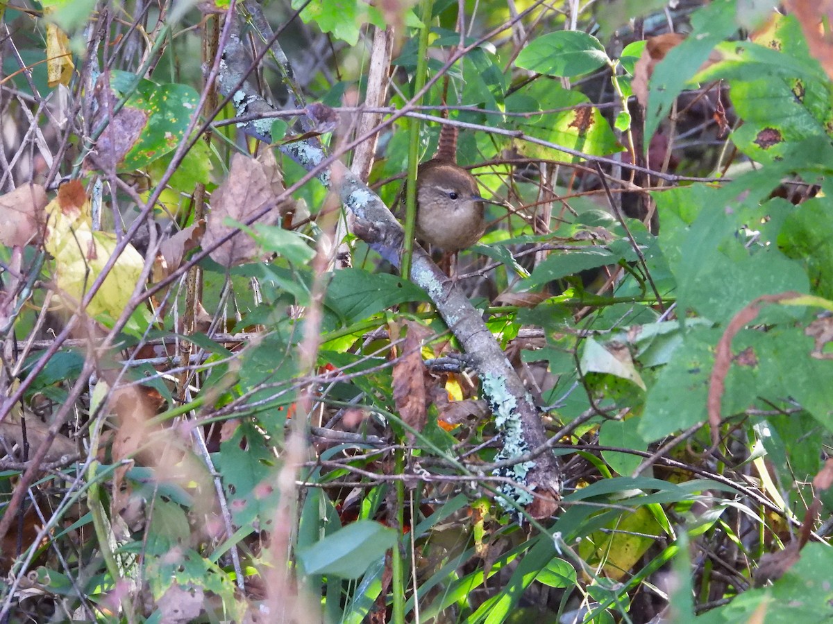 Winter Wren - ML491676261