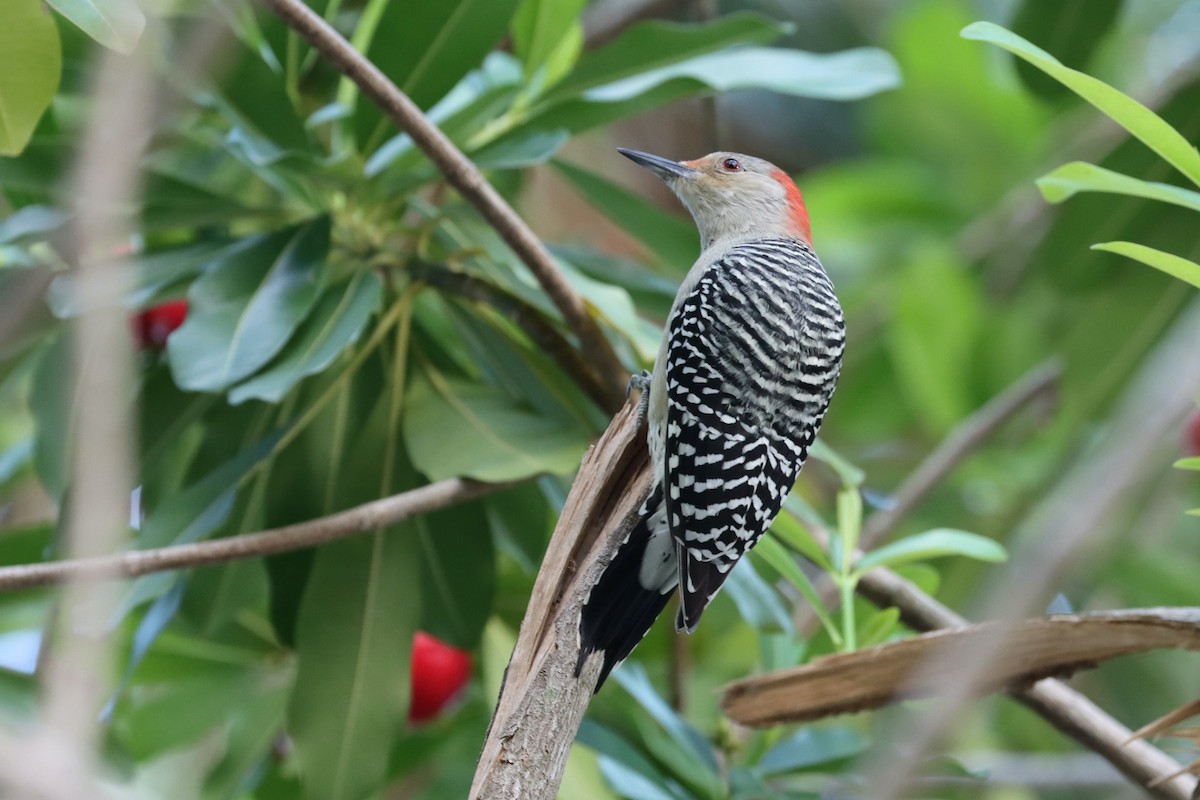 Red-bellied Woodpecker - ML491676701