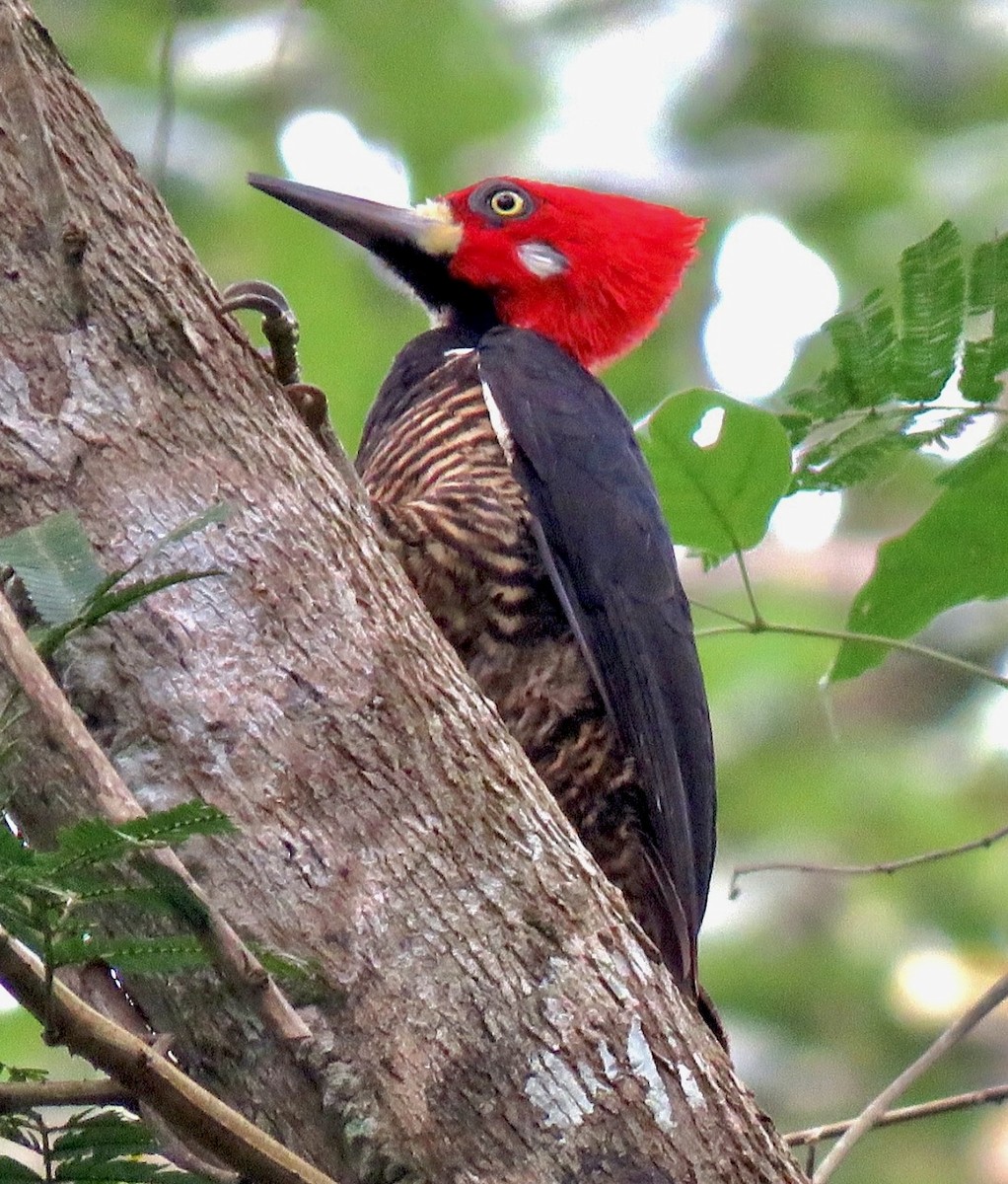 Crimson-crested Woodpecker - ML491676831