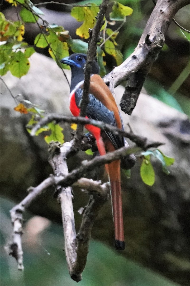 Malabar Trogon - ML491677801