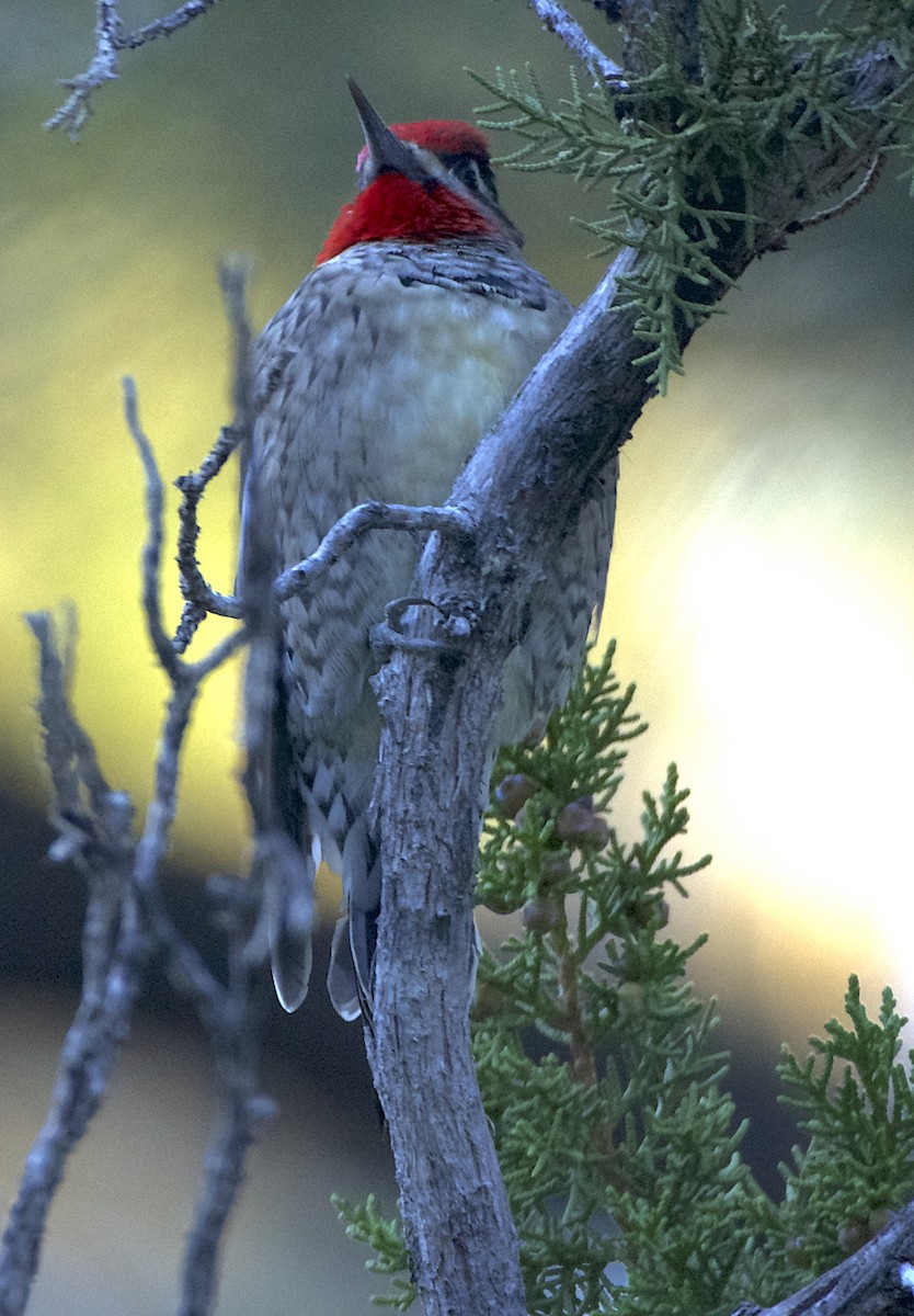 Red-naped Sapsucker - ML491677931