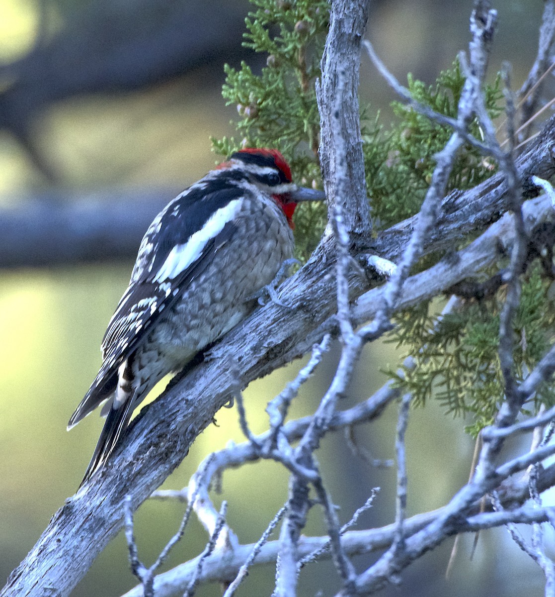 Red-naped Sapsucker - James Taylor