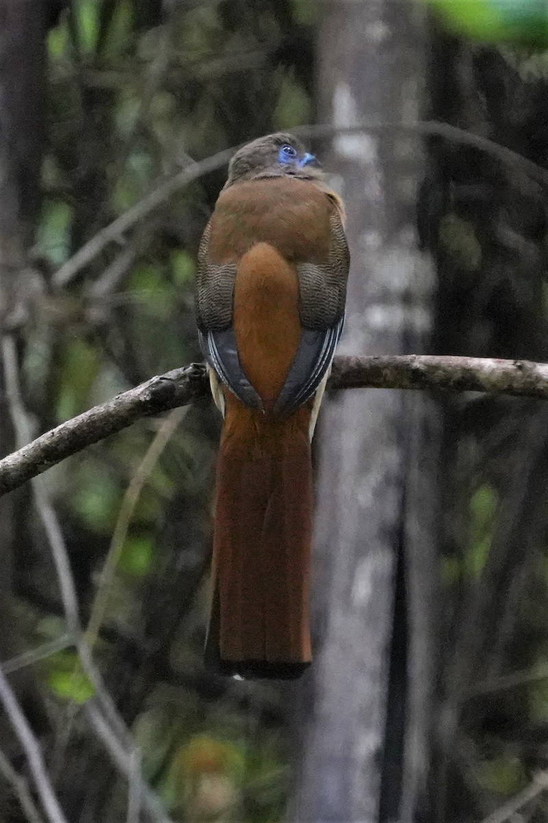 Malabar Trogon - ML491677961