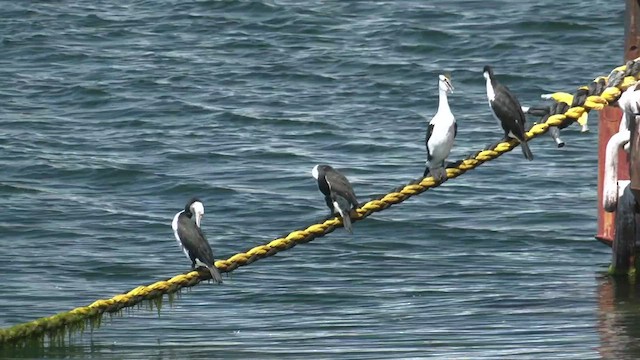 Cormorán Pío - ML491677991