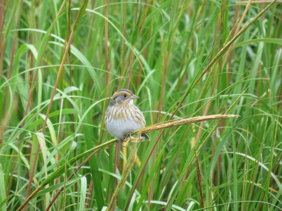 Saltmarsh Sparrow - ML491678291