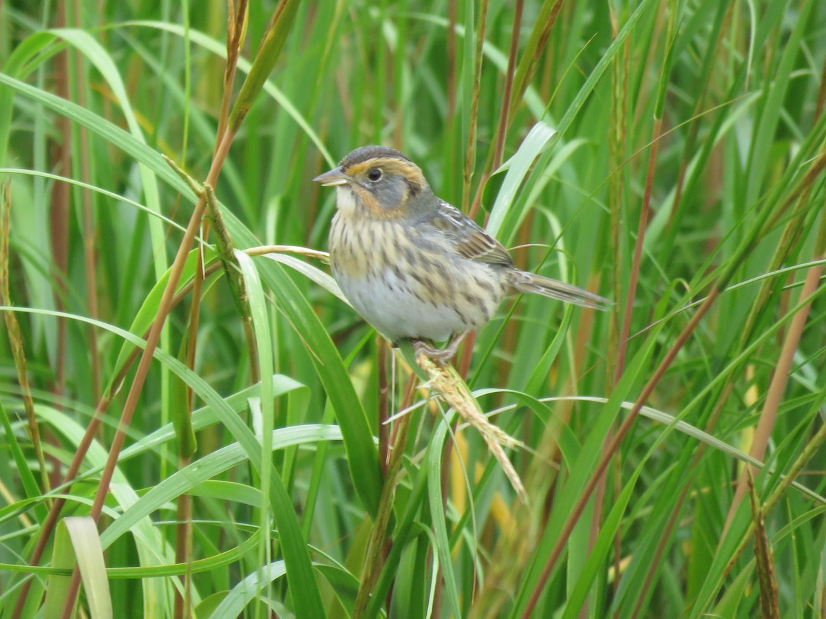 Saltmarsh Sparrow - ML491678501