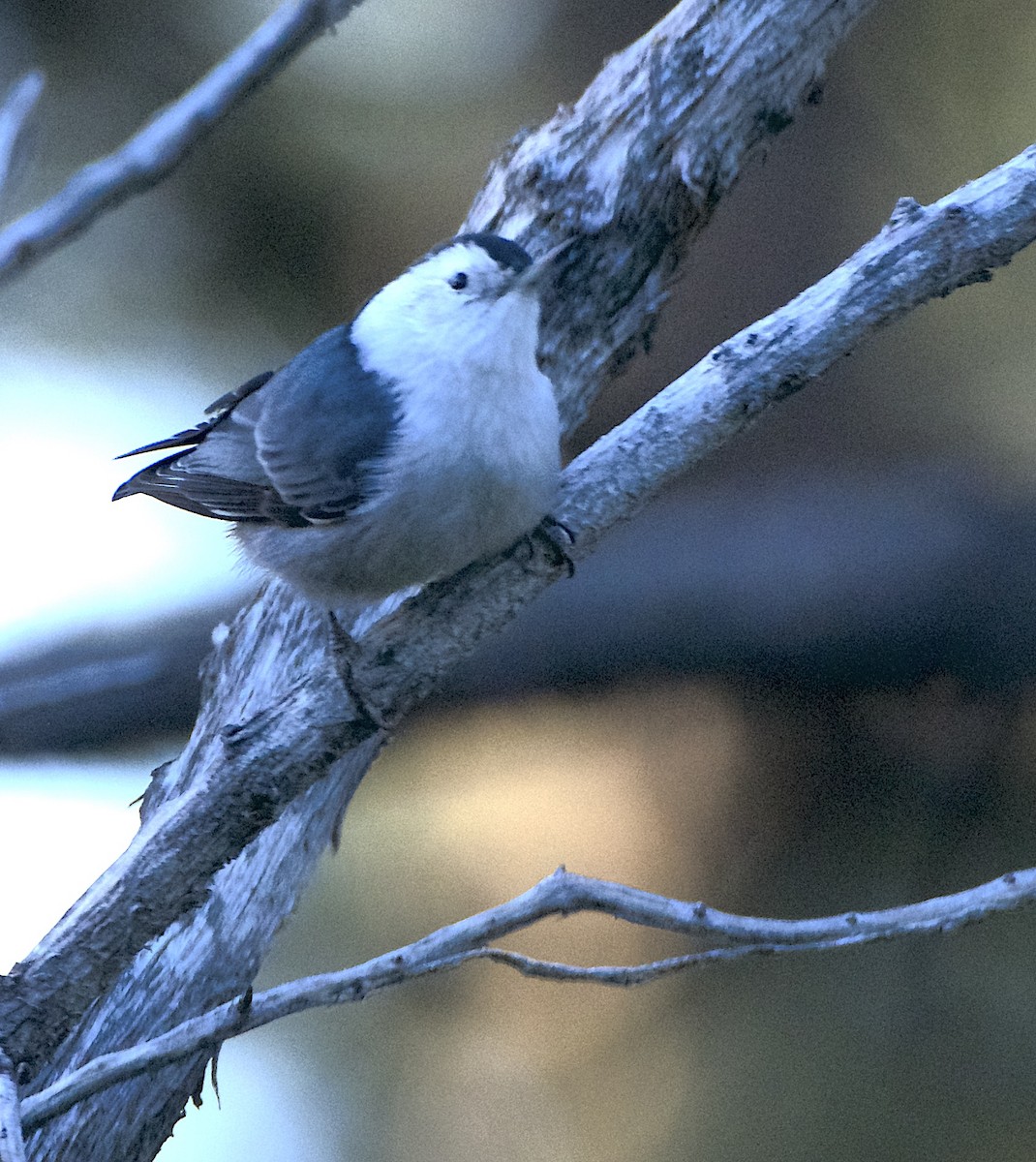 White-breasted Nuthatch (Interior West) - ML491678631