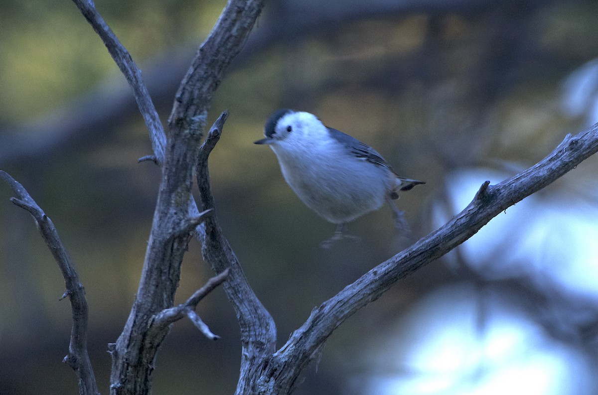 White-breasted Nuthatch (Interior West) - ML491678641