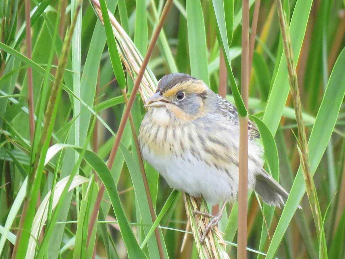 Saltmarsh Sparrow - ML491678681