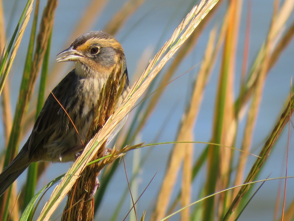 Saltmarsh Sparrow - ML491678771