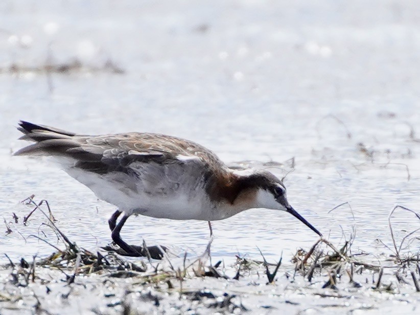 Wilson's Phalarope - ML491678951