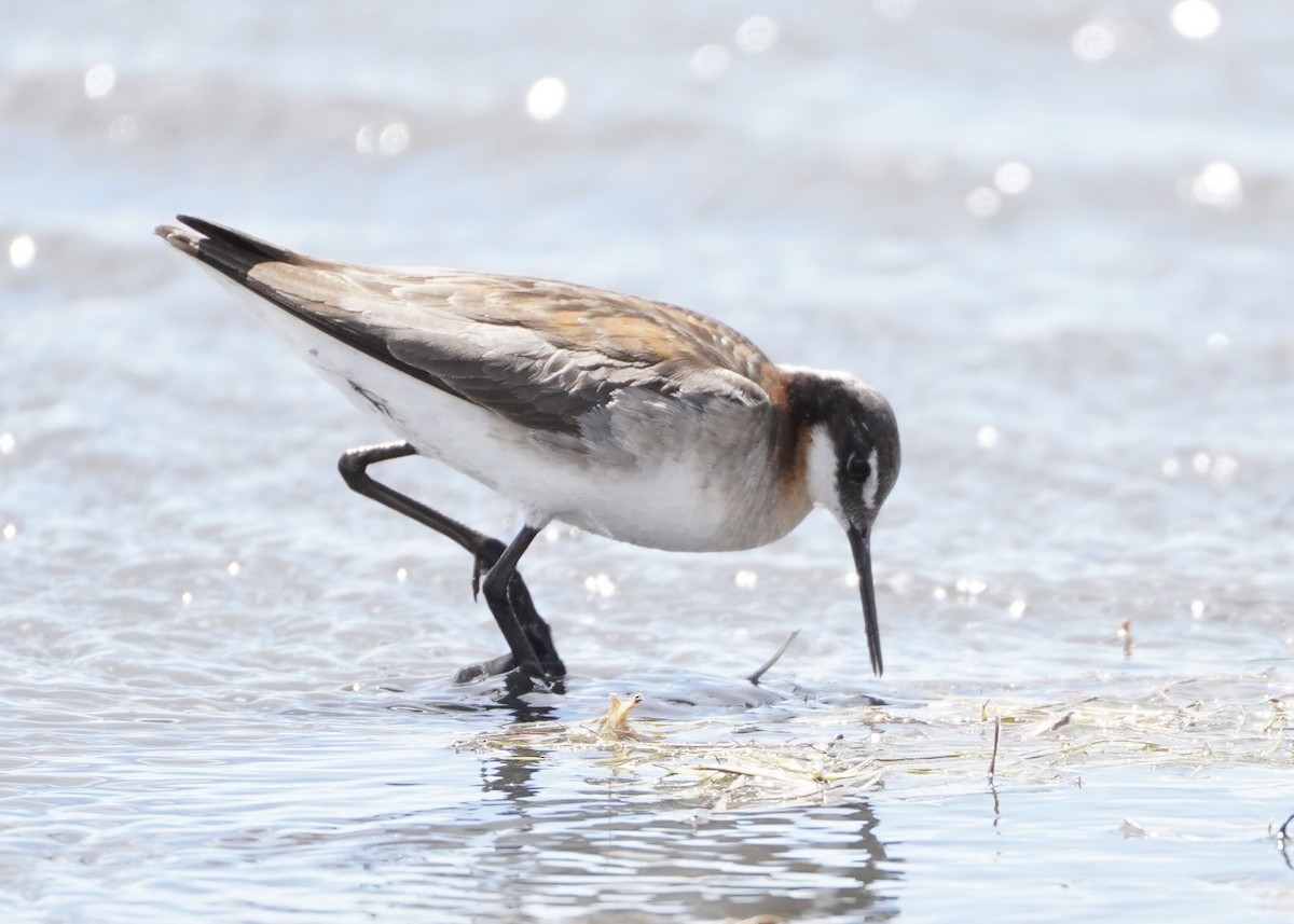 Wilson's Phalarope - ML491678961