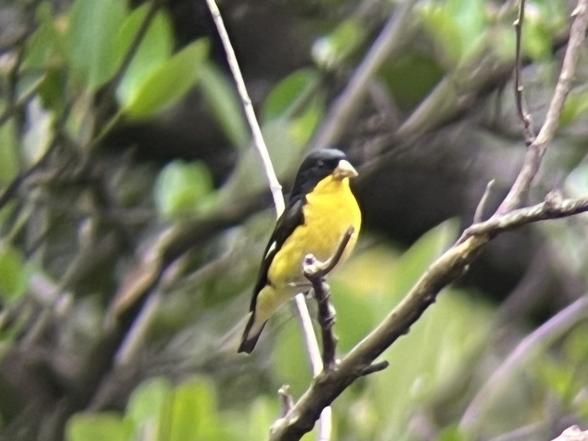 Lesser Goldfinch - ML491679131