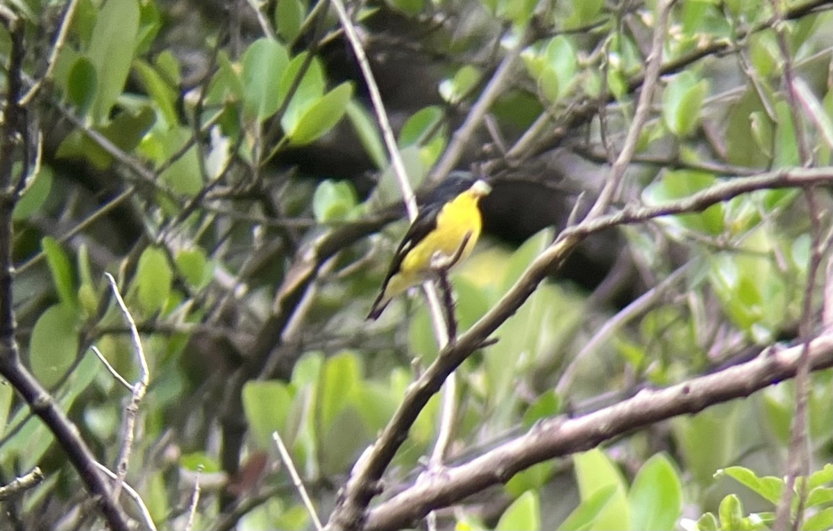 Lesser Goldfinch - ML491679141