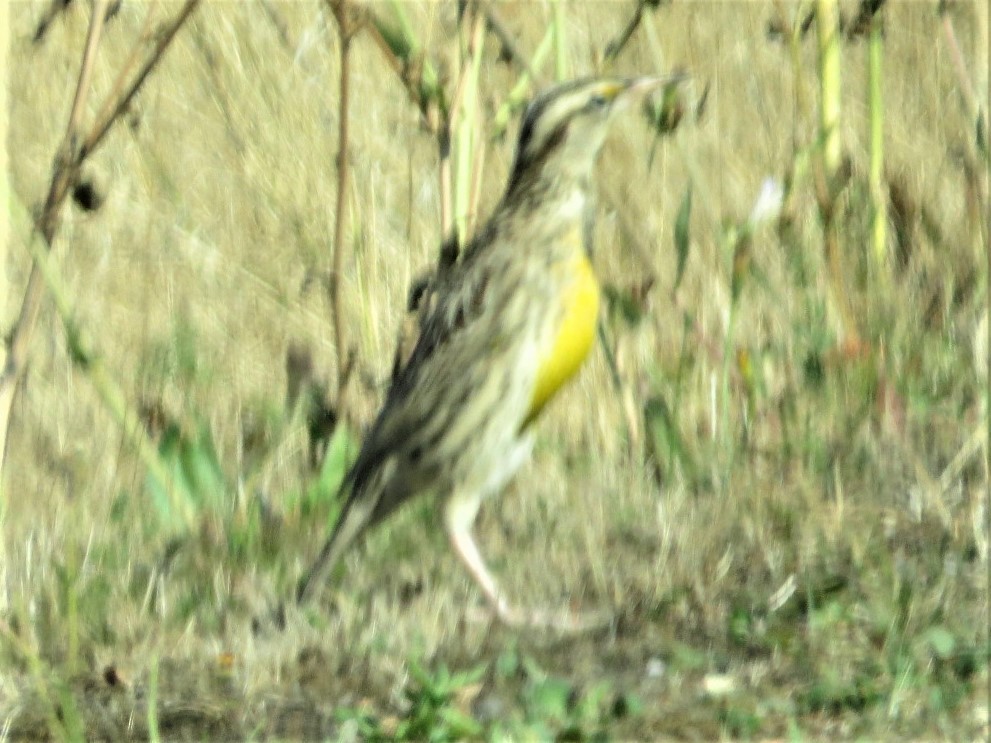 Western Meadowlark - Wilson Cady