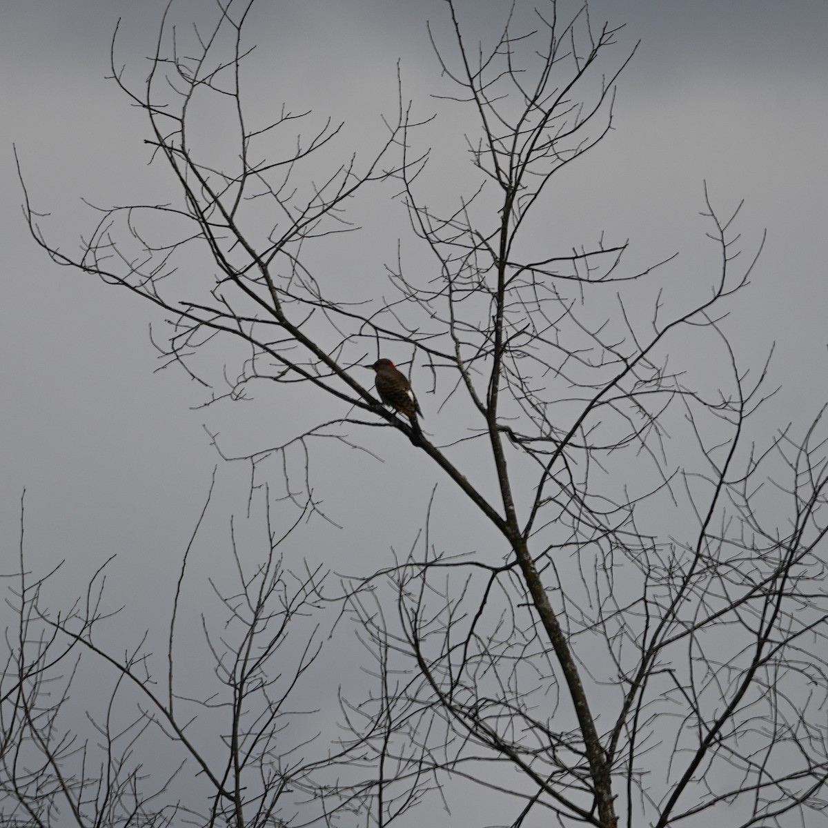 Northern Flicker - Chad Ludwig