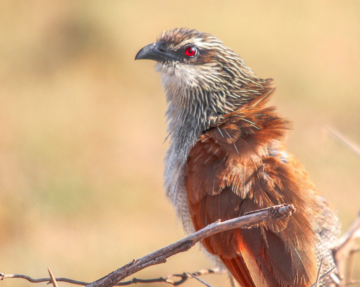 White-browed Coucal (White-browed) - Daniel S.