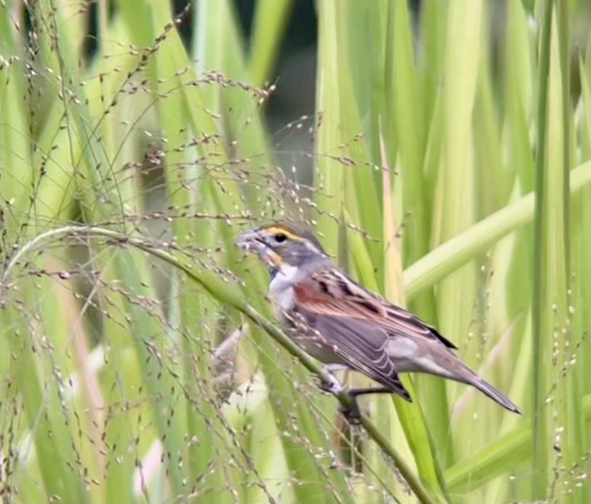 Dickcissel - ML491680191