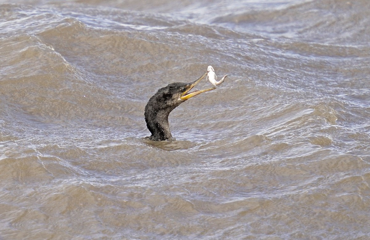 Neotropic Cormorant - Adrian Antunez