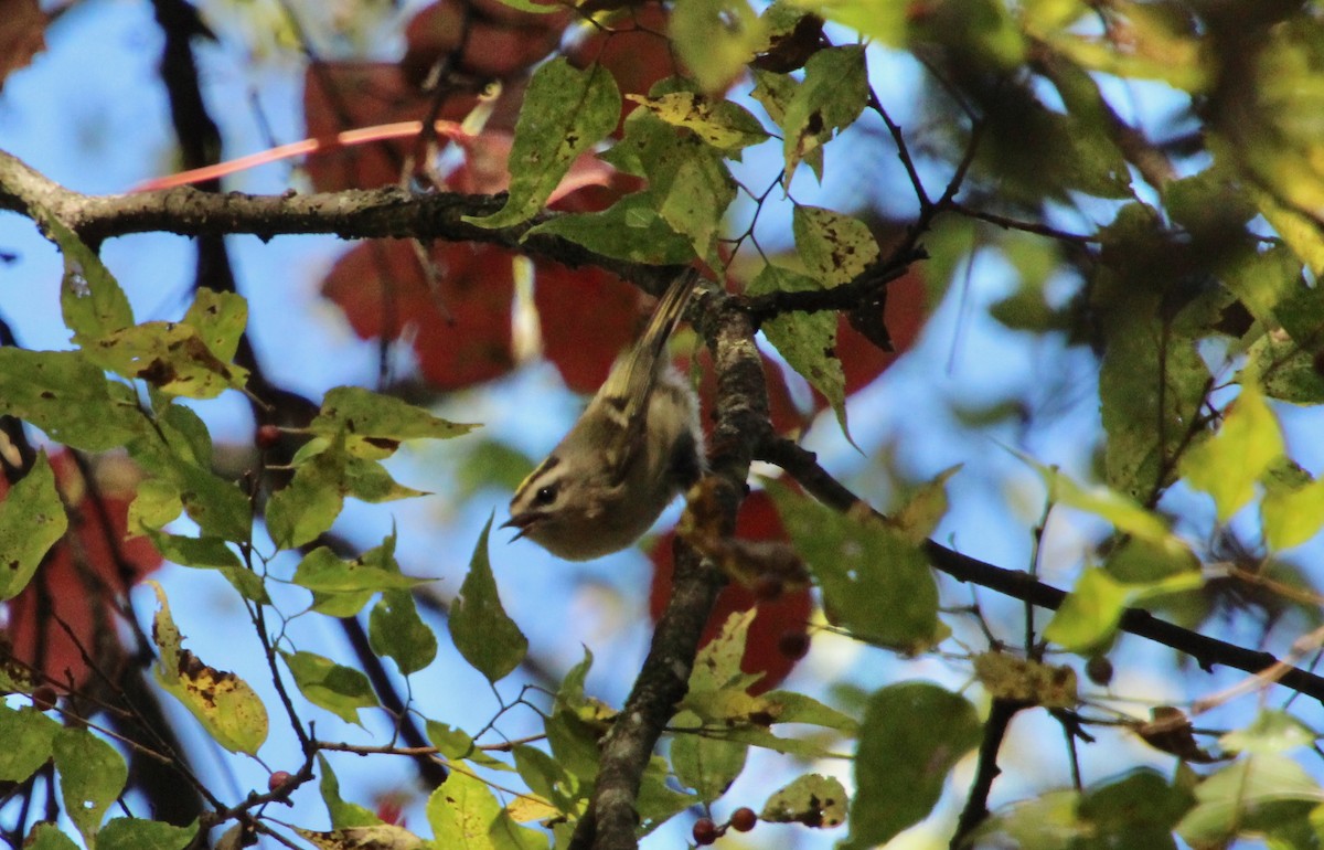 Golden-crowned Kinglet - ML491684061