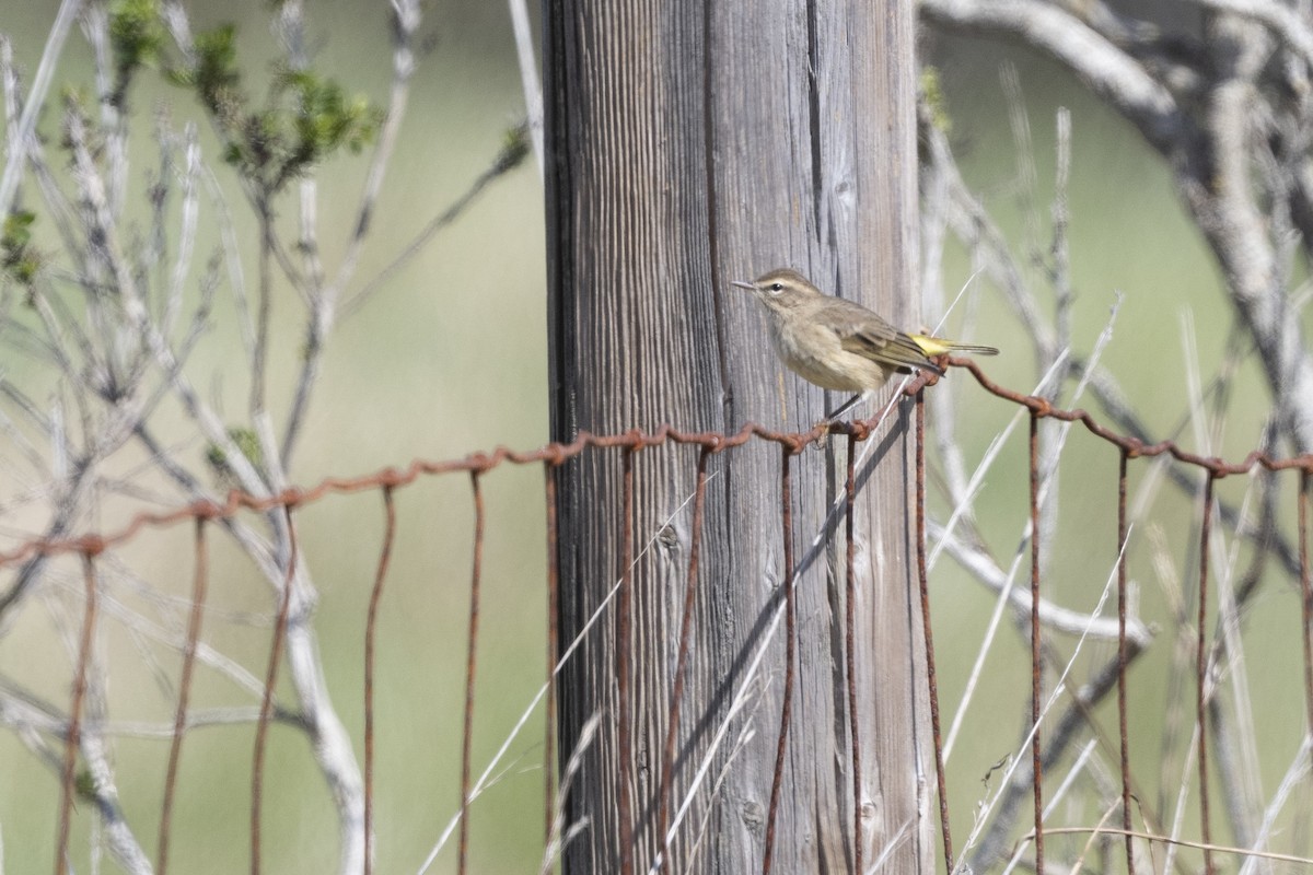 Palm Warbler - Mark Schulist