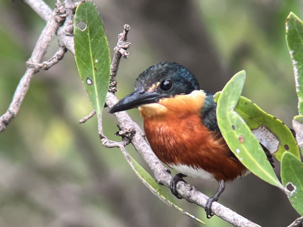 American Pygmy Kingfisher - ML491684611