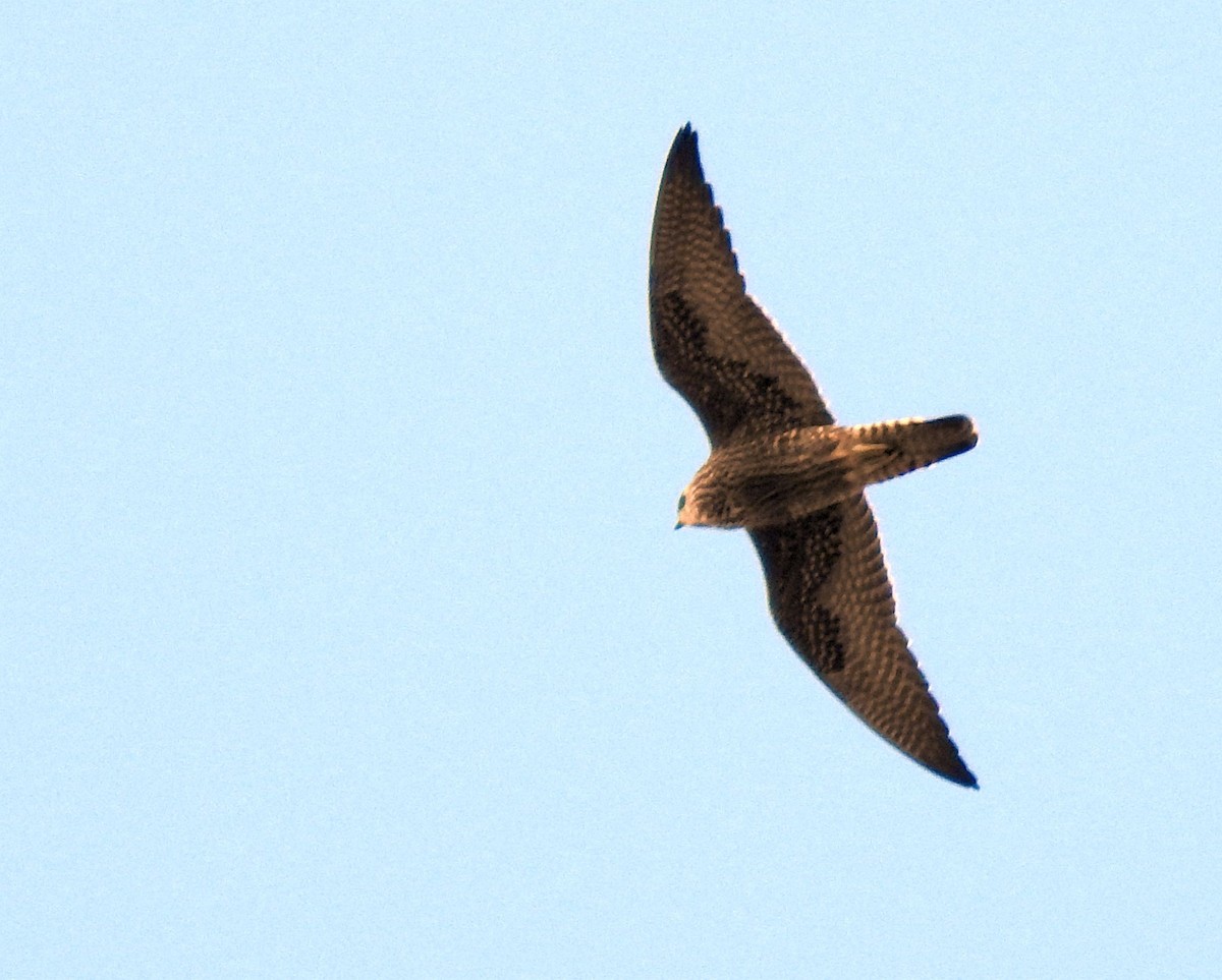 Peregrine Falcon - ML491684801