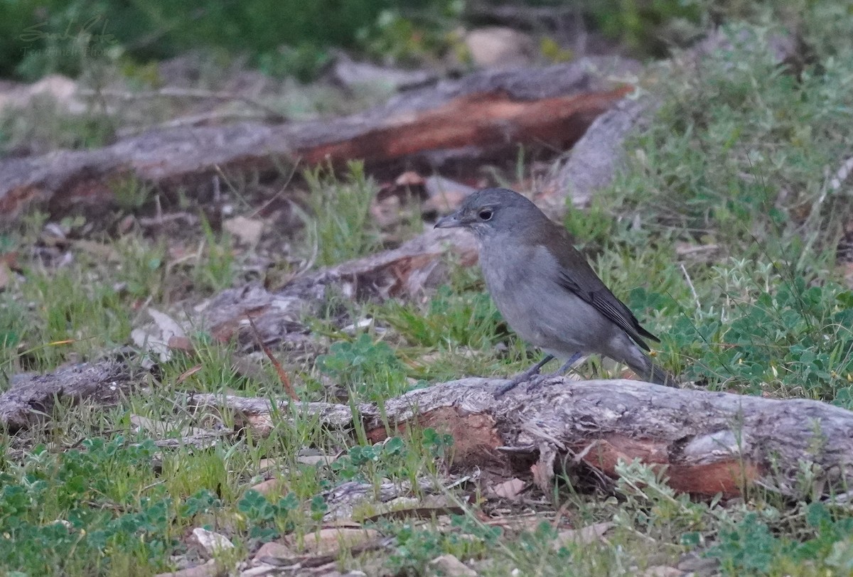 Gray Shrikethrush - ML491685101