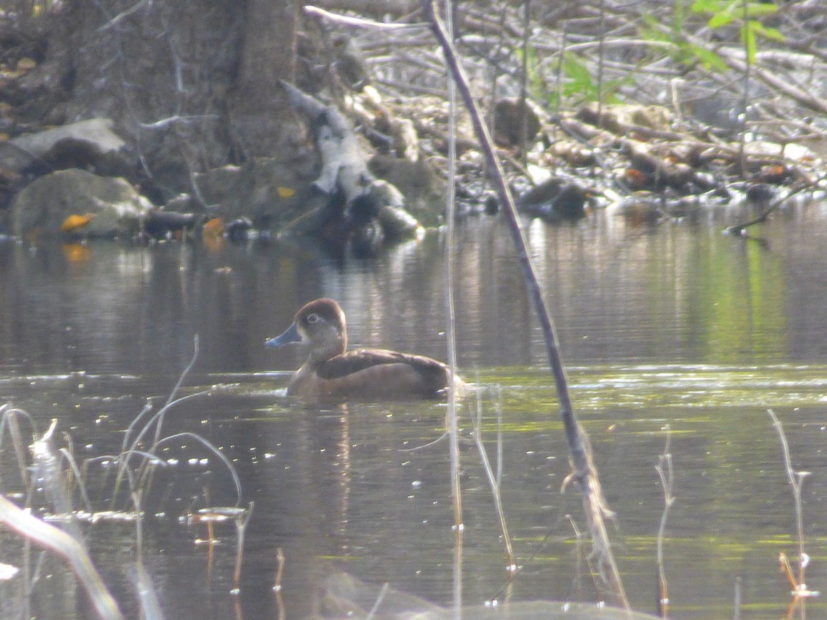 Ring-necked Duck - ML49168681