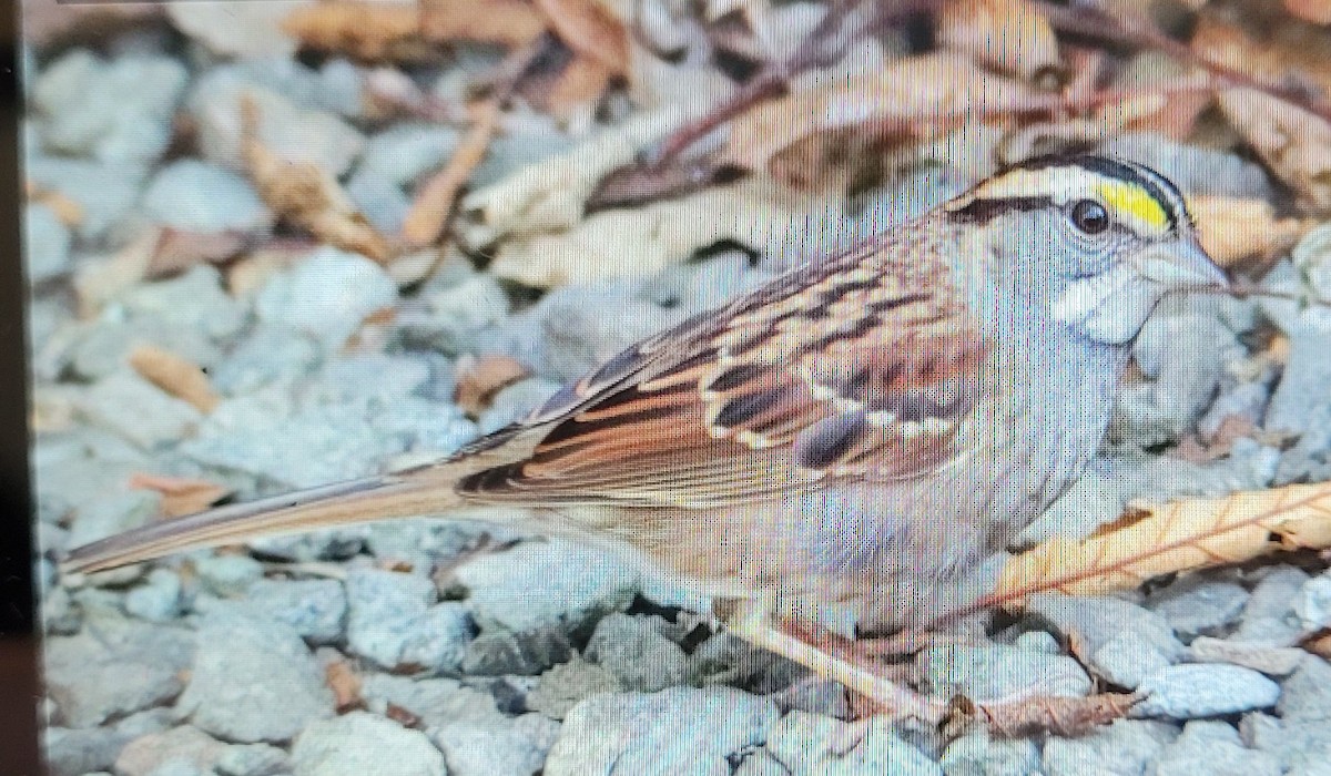 White-throated Sparrow - ML491687031