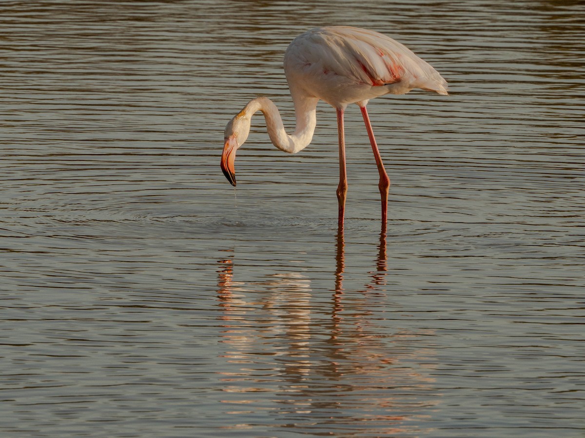 Greater Flamingo - Jesús M.  Medina