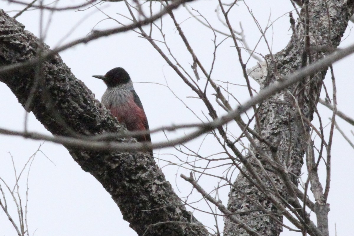 Lewis's Woodpecker - ML491688371