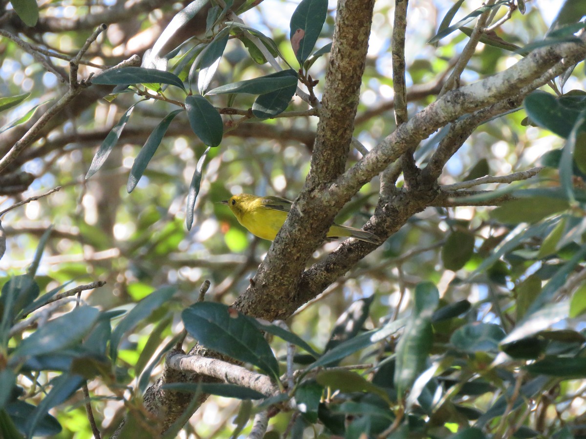 Wilson's Warbler - ML491688621