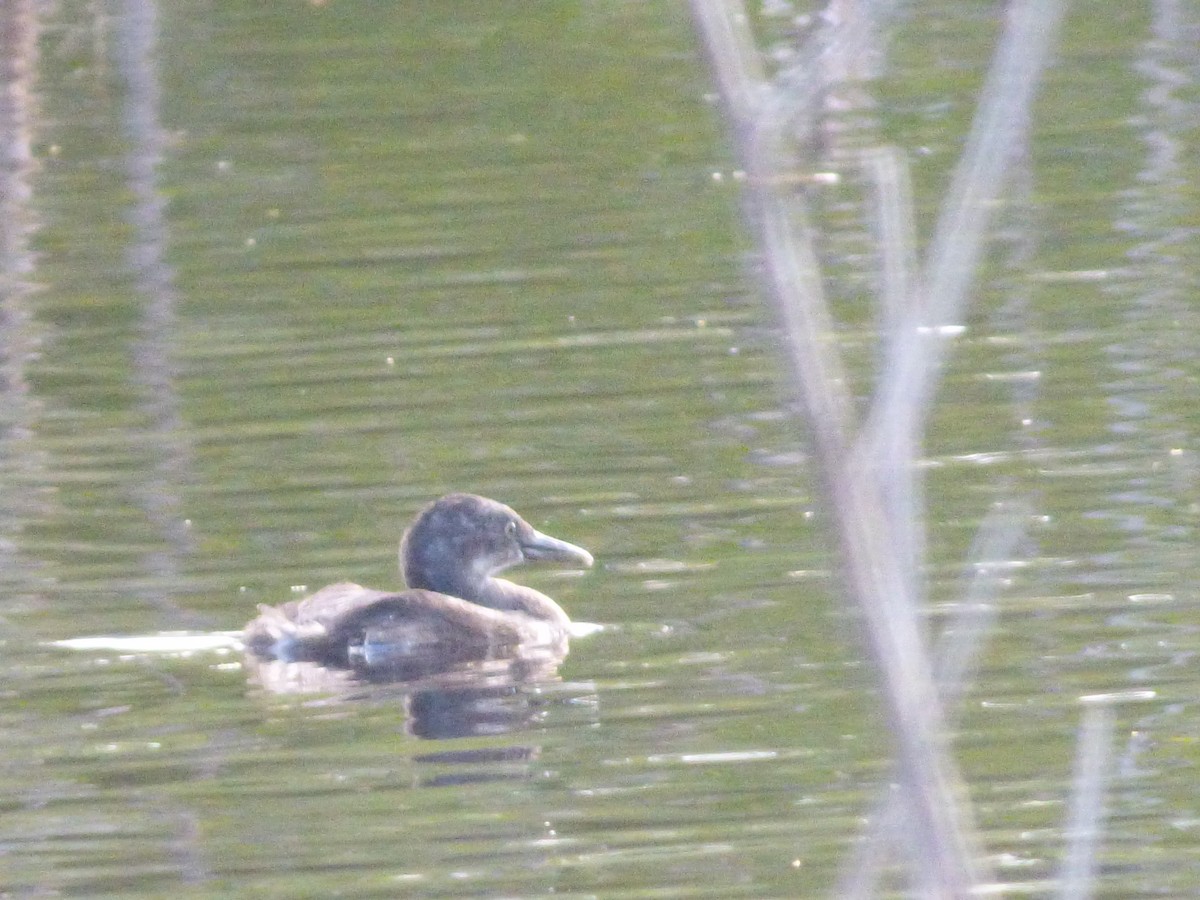 Pied-billed Grebe - ML49168971