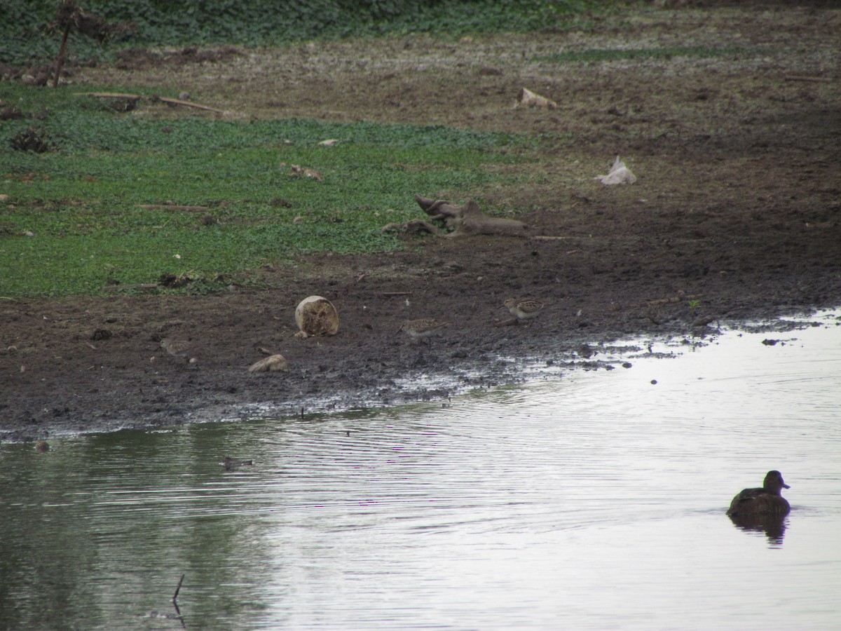 gulbrystsnipe - ML491689931