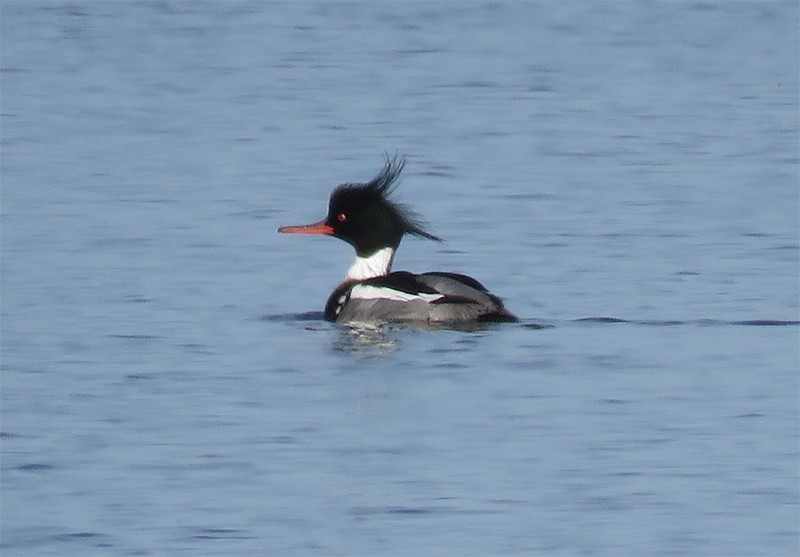 Red-breasted Merganser - ML49169001