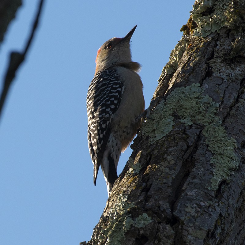 Red-bellied Woodpecker - ML491690011