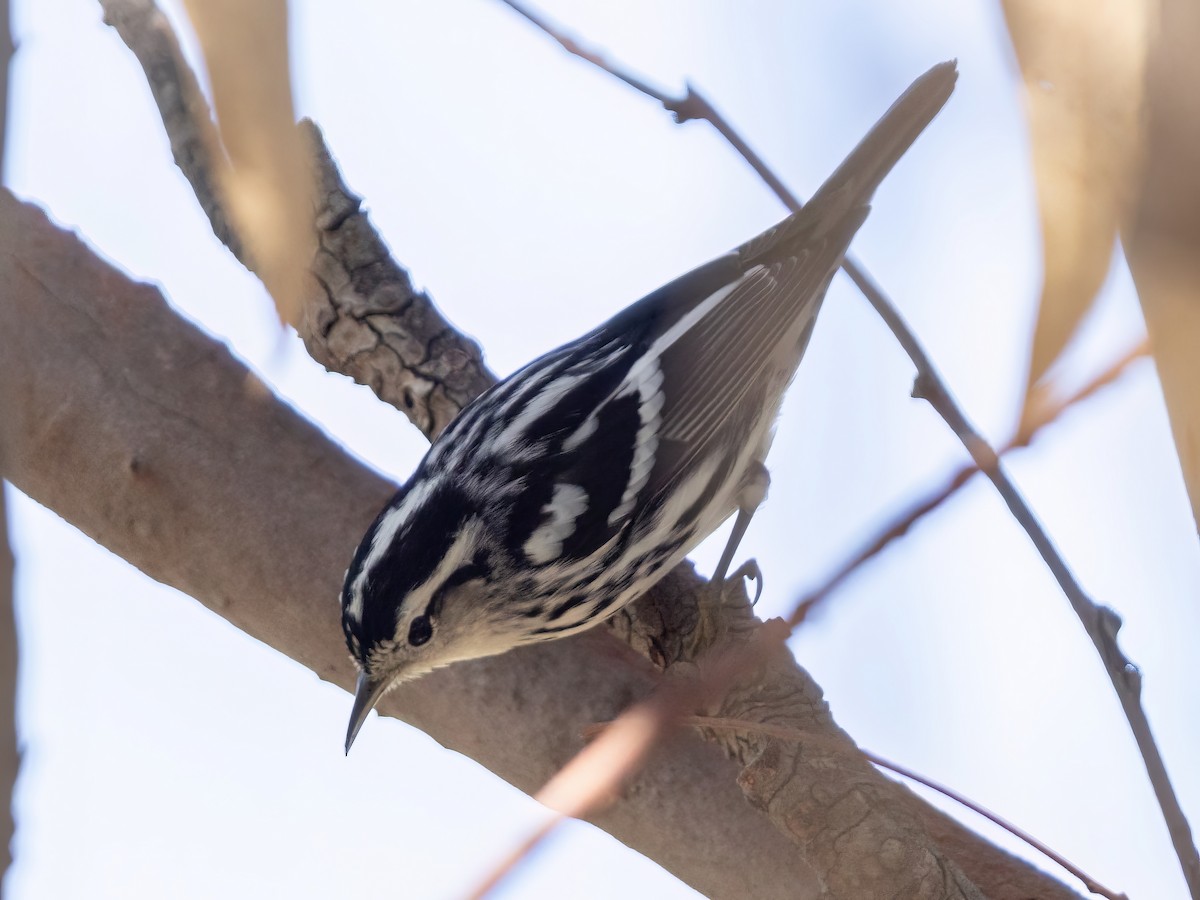 Black-and-white Warbler - ML491691241