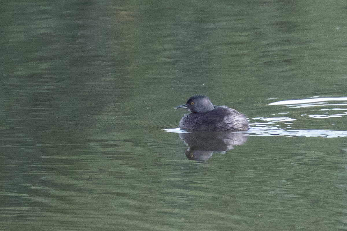 Least Grebe - ML49169131