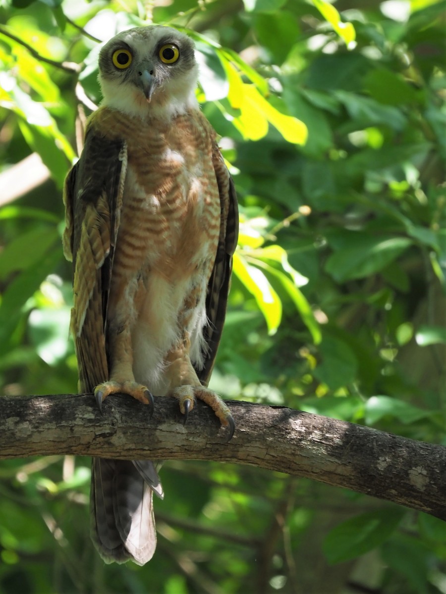 Rufous Owl - ML491691771