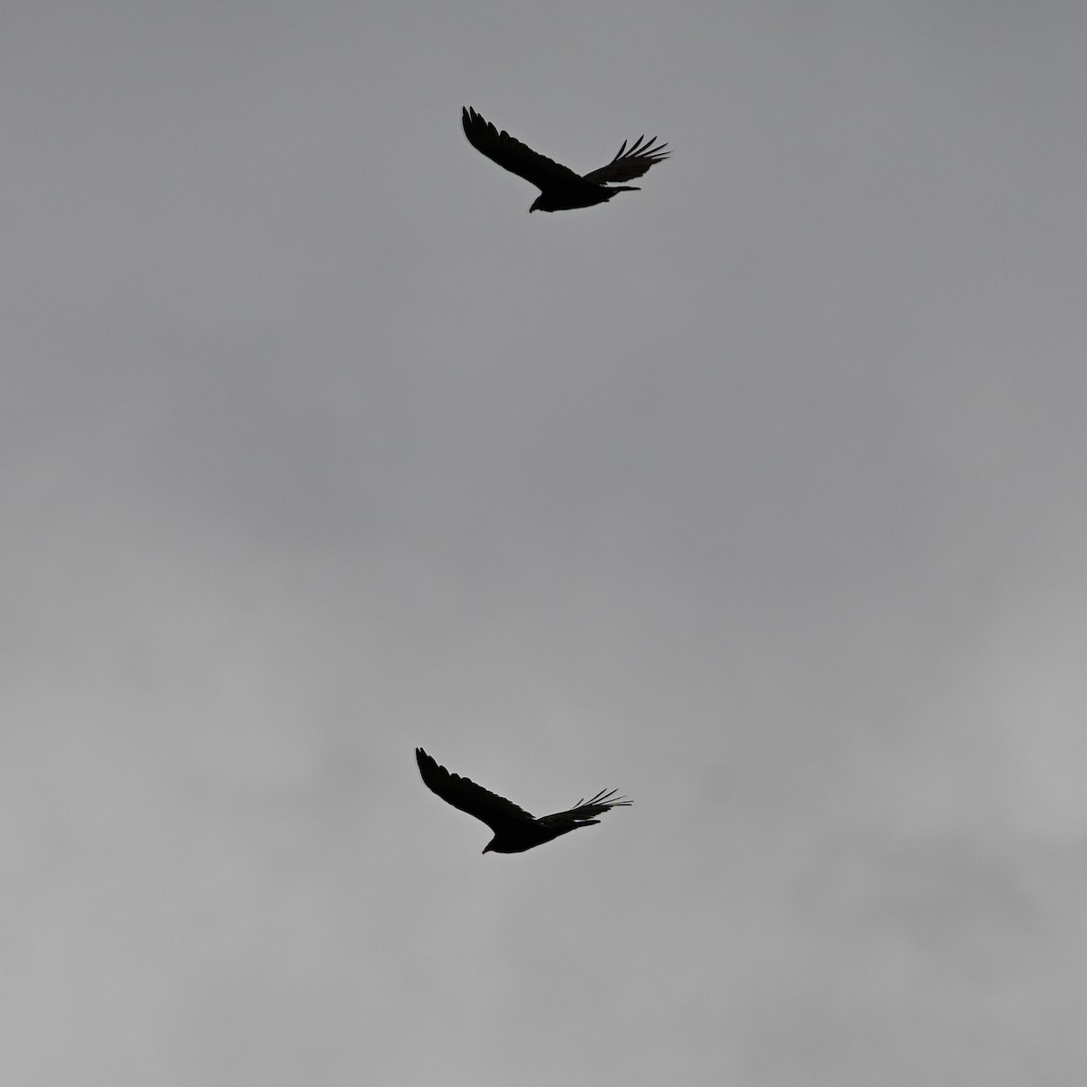 Turkey Vulture - ML491692001
