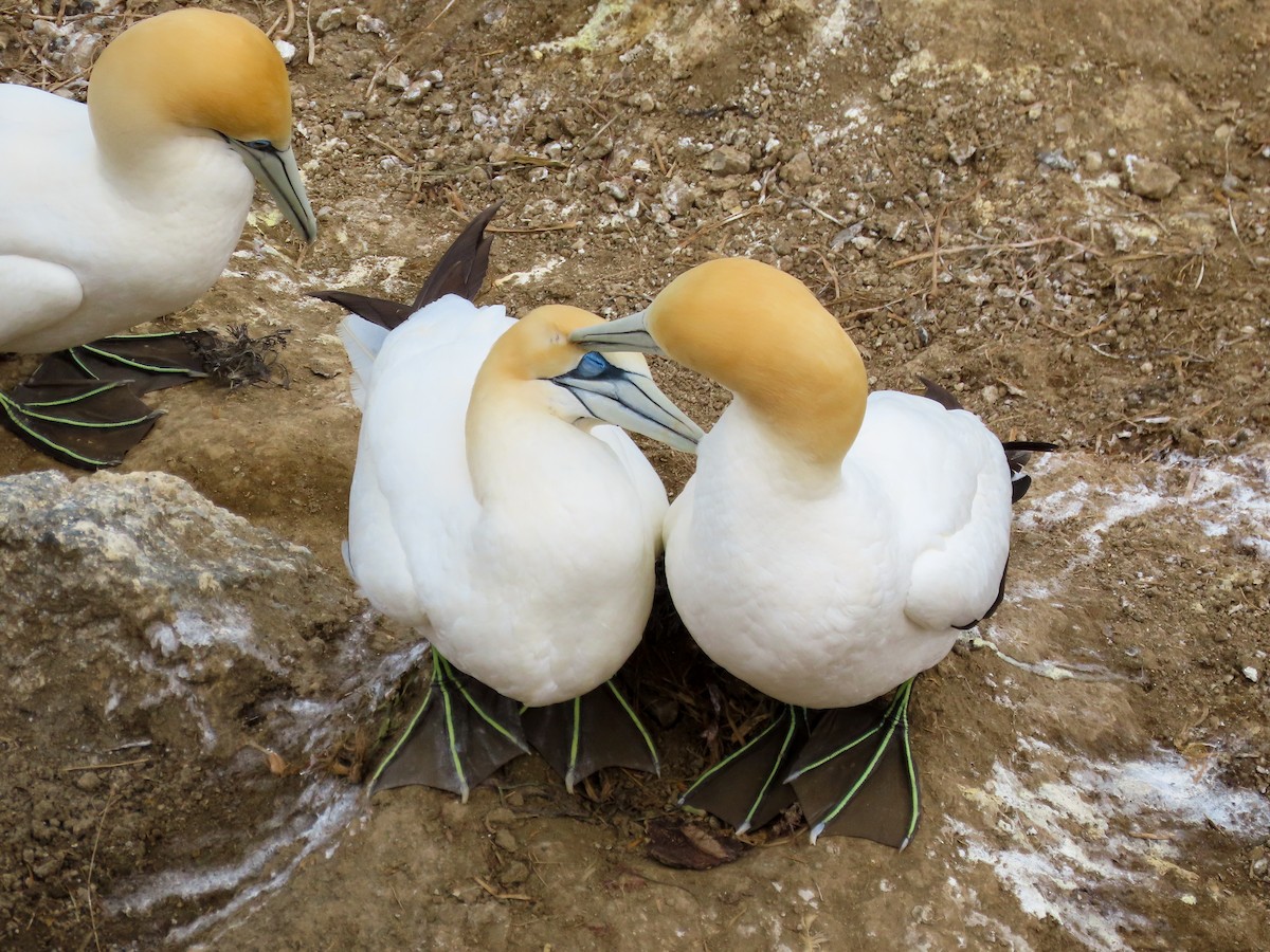 Australasian Gannet - Maria del Castillo