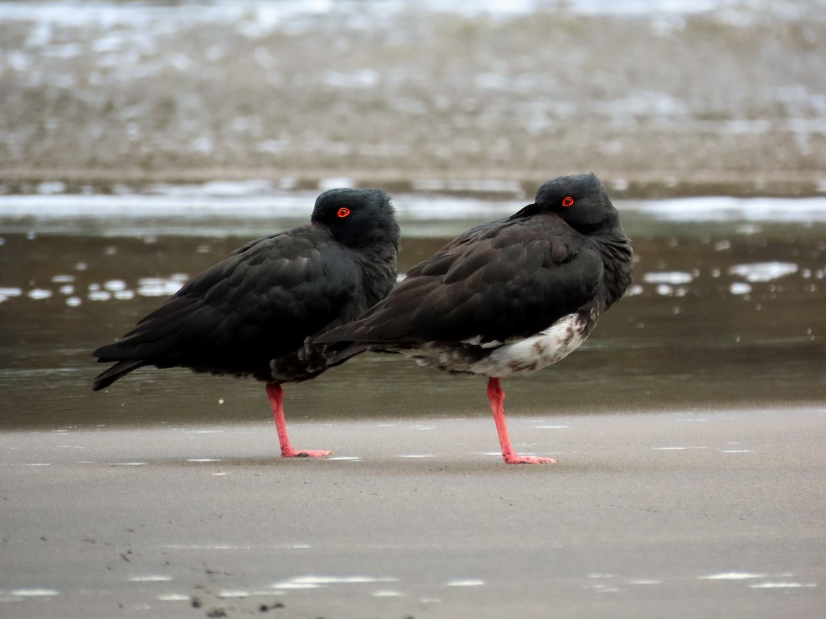 Variable Oystercatcher - ML491695891