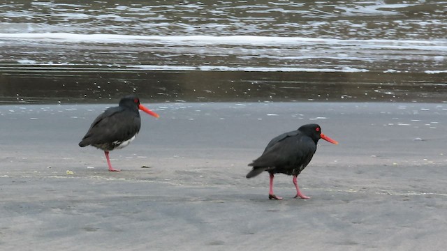 Variable Oystercatcher - ML491696251