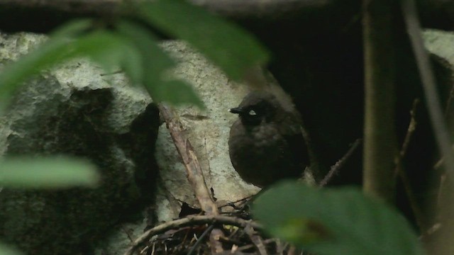 Mayan Antthrush - ML491696821