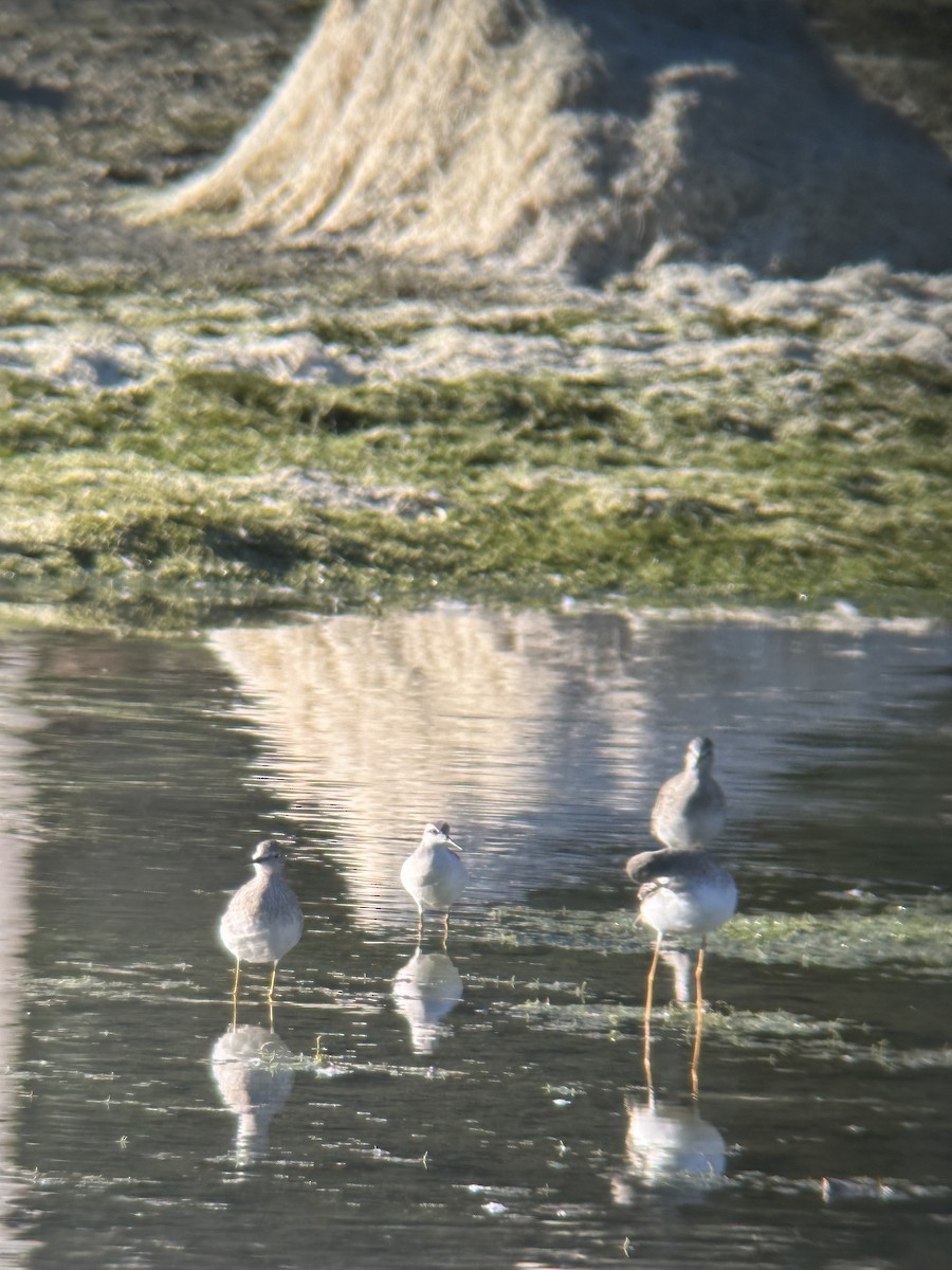 Wilson's Phalarope - ML491699851