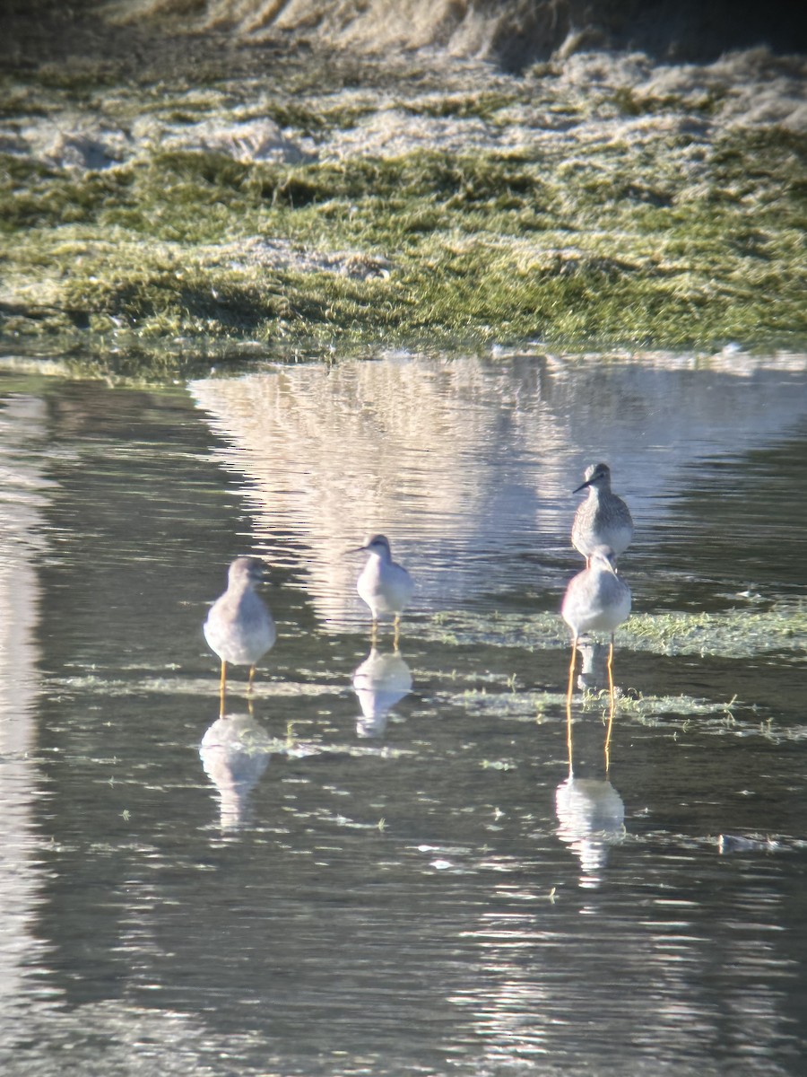 hvithalesvømmesnipe - ML491699861