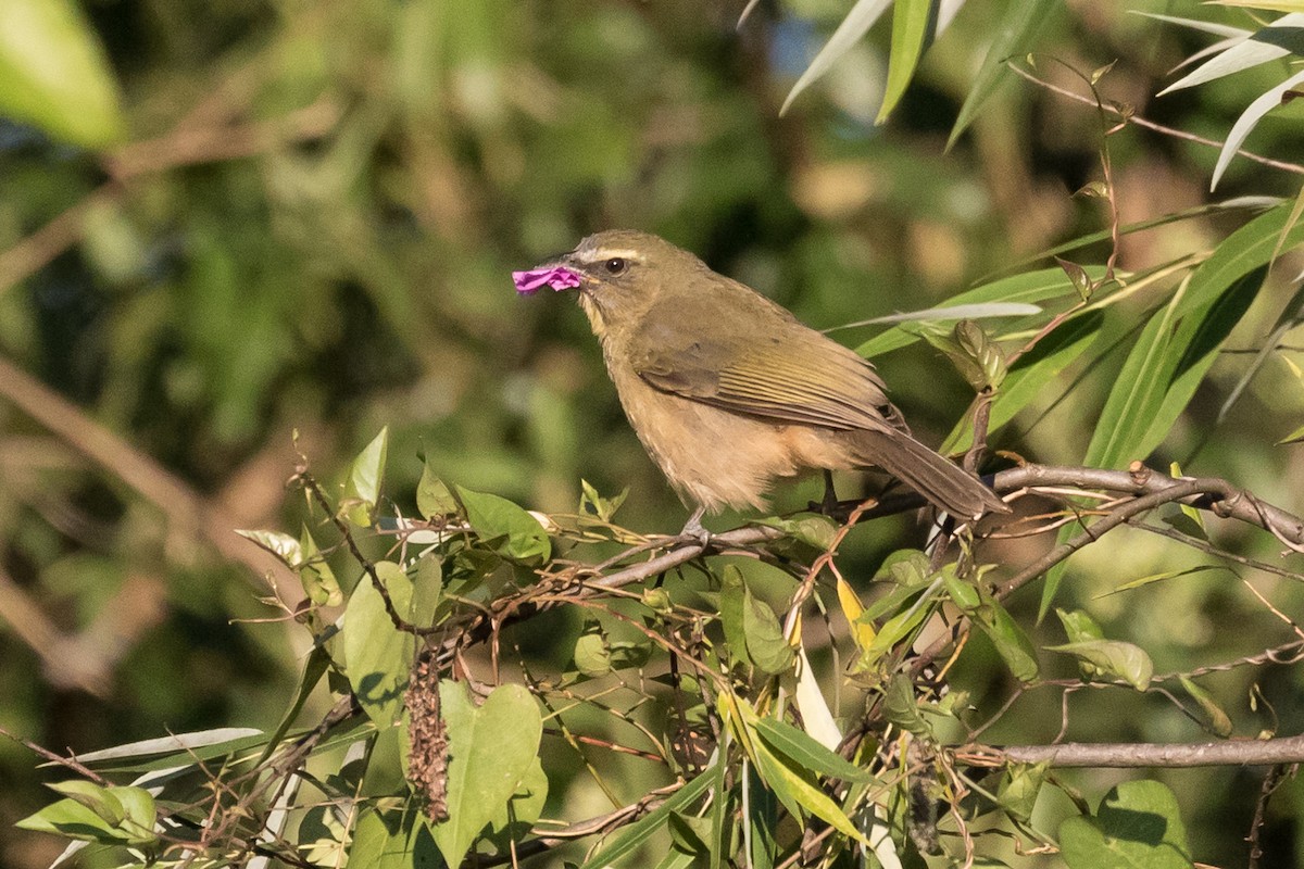 Cinnamon-bellied Saltator - ML49170011