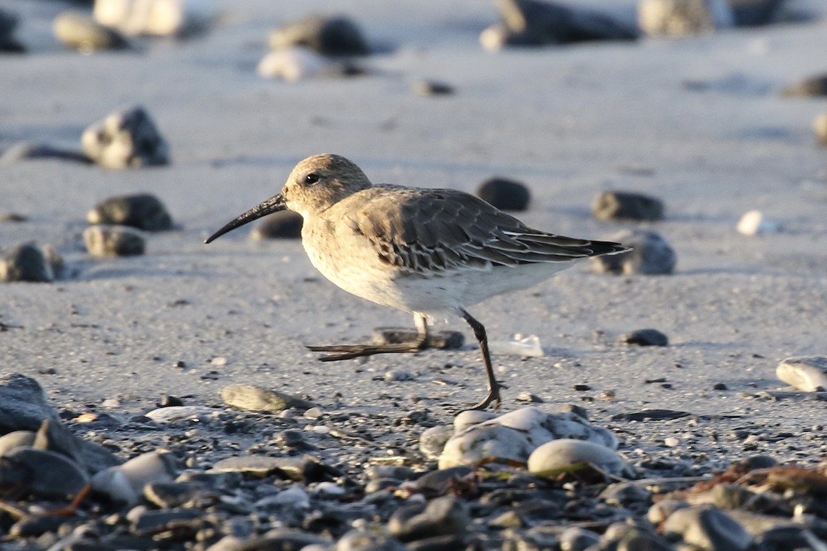 Dunlin - ML491700411